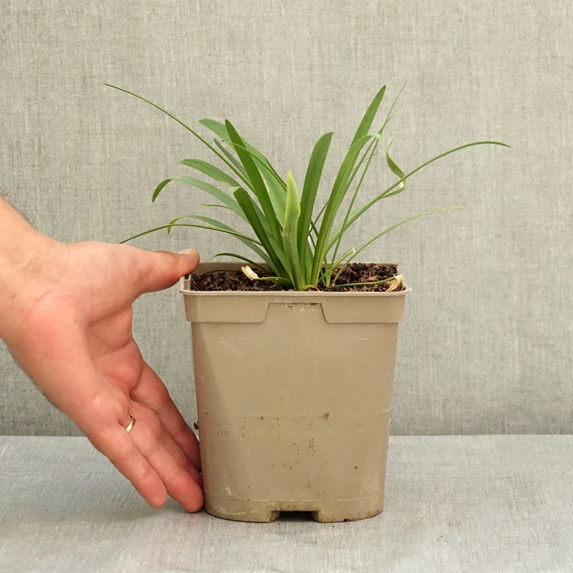 Spécimen de Agapanthe praecox Sofie Pot de 2L/3L tel que livré en été