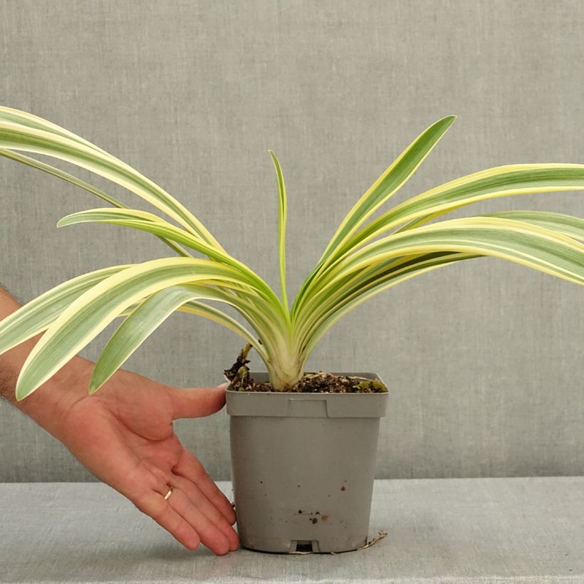 Spécimen de Agapanthe praecox Zambezi Pot de 2L/3L tel que livré en été