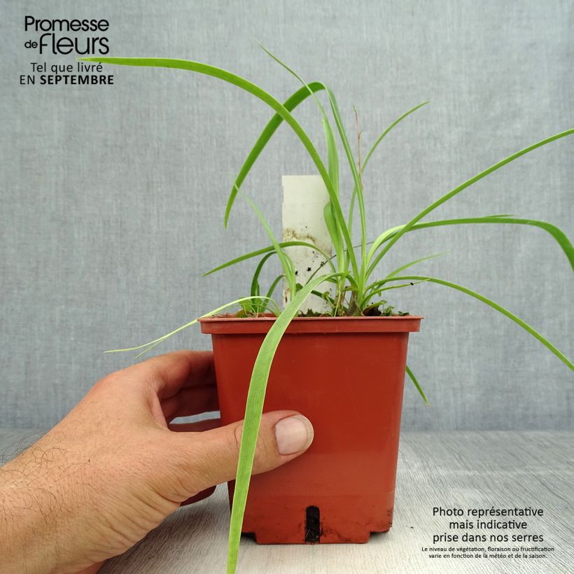 Spécimen de Agapanthe Purple Cloud Pot de 1L/1,5L tel que livré en automne