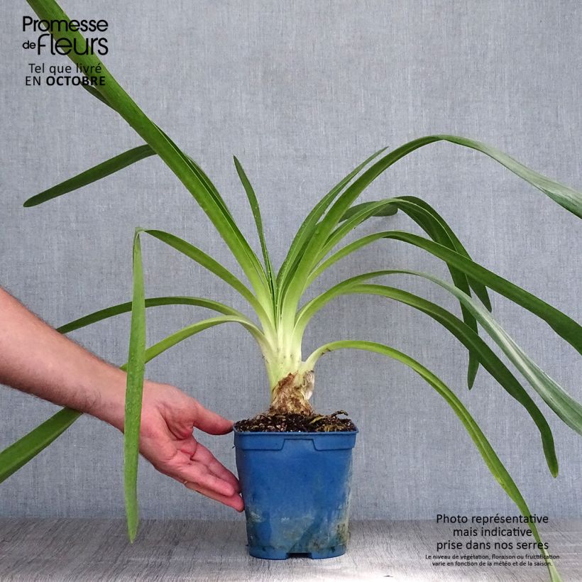 Spécimen de Agapanthe Queen Mum Pot de 2L/3L tel que livré en automne
