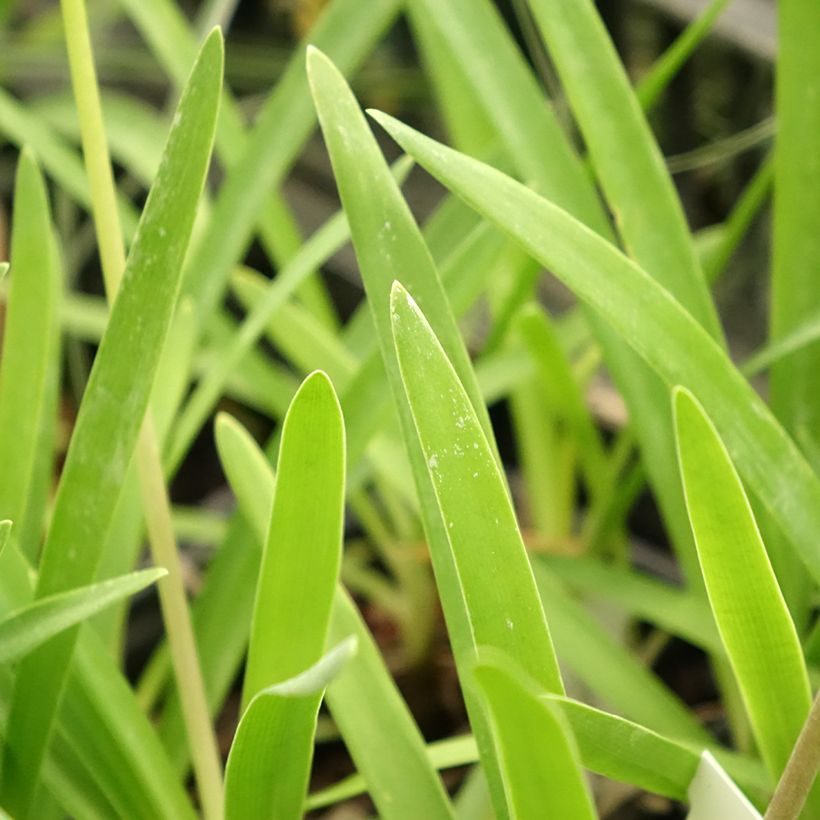Agapanthe Rosewarne (Feuillage)