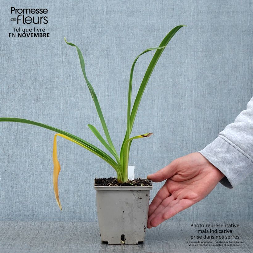 Esemplare di Agapanthus Royal Velvet Vaso da 1L/1,5L come consegnato in autunno