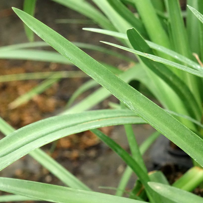 Agapanthe Royal Velvet (Feuillage)