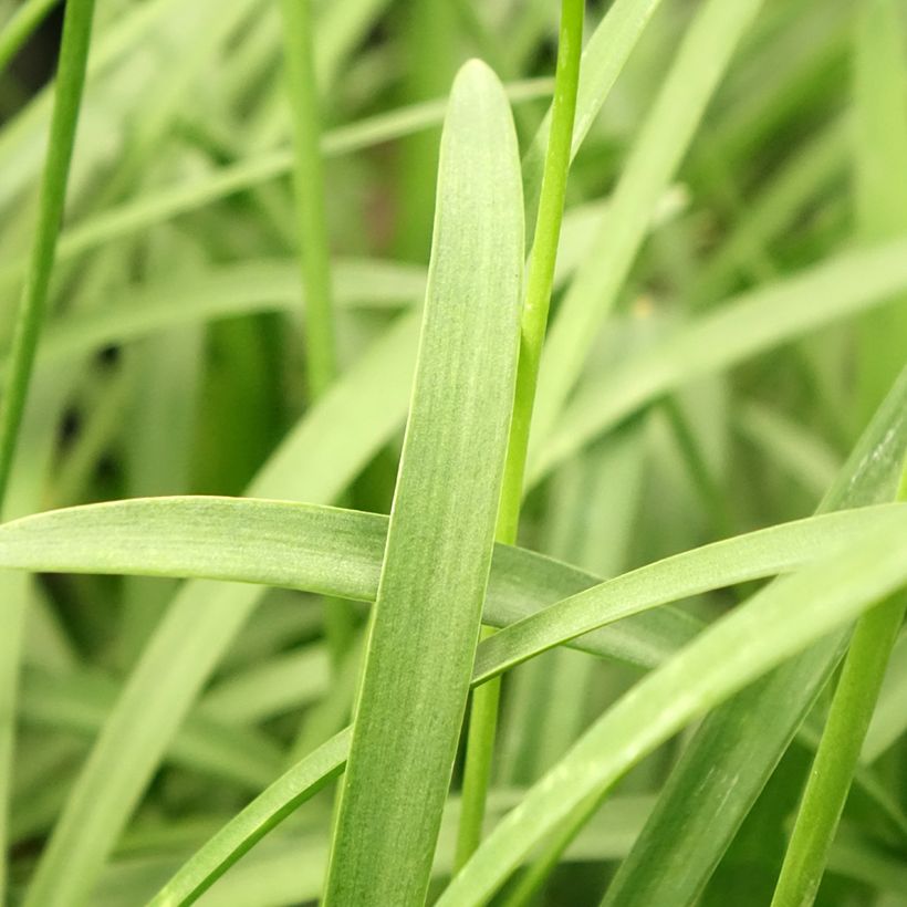 Agapanthe Silver Baby (Feuillage)