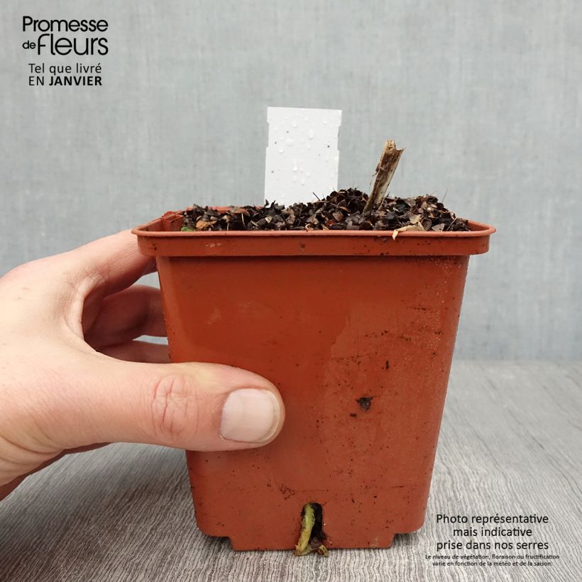 Spécimen de Agapanthe Stars and Stripes Pot de 1L/1,5L tel que livré en hiver