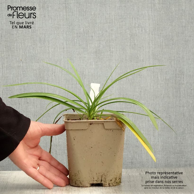 Spécimen de Agapanthe Strawberry Ice Pot de 2L/3L tel que livré au printemps