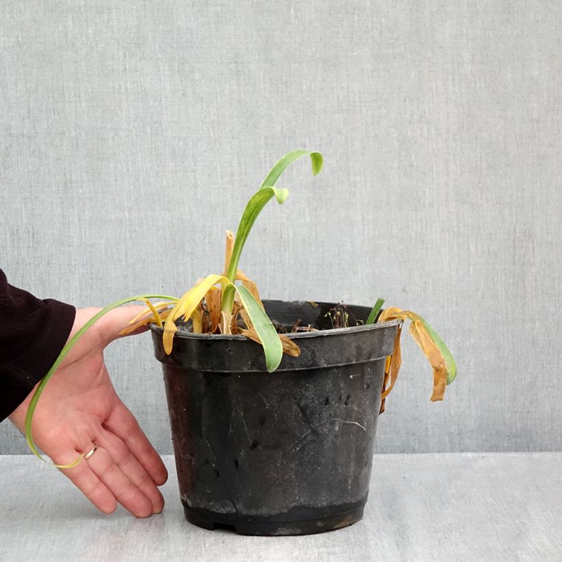 Spécimen de Agapanthe Sunfield Pot de 2L/3L tel que livré en automne