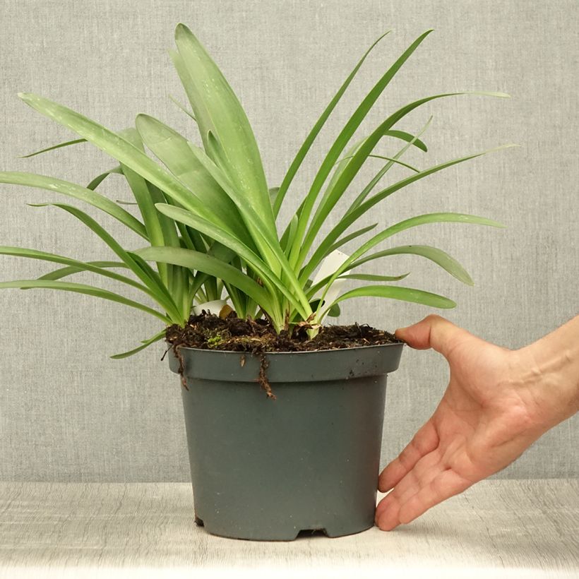 Spécimen de Agapanthe Sunfield Pot de 2L/3L tel que livré en été