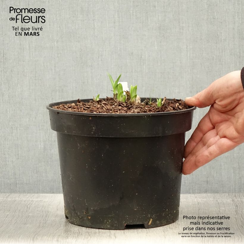 Agapanthus Sunfield Vaso da 2L/3L esemplare consegnato in primavera