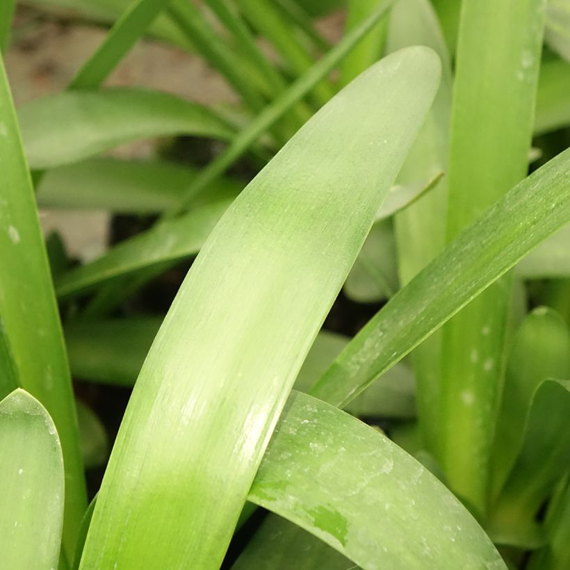 Agapanthe Sunfield (Feuillage)