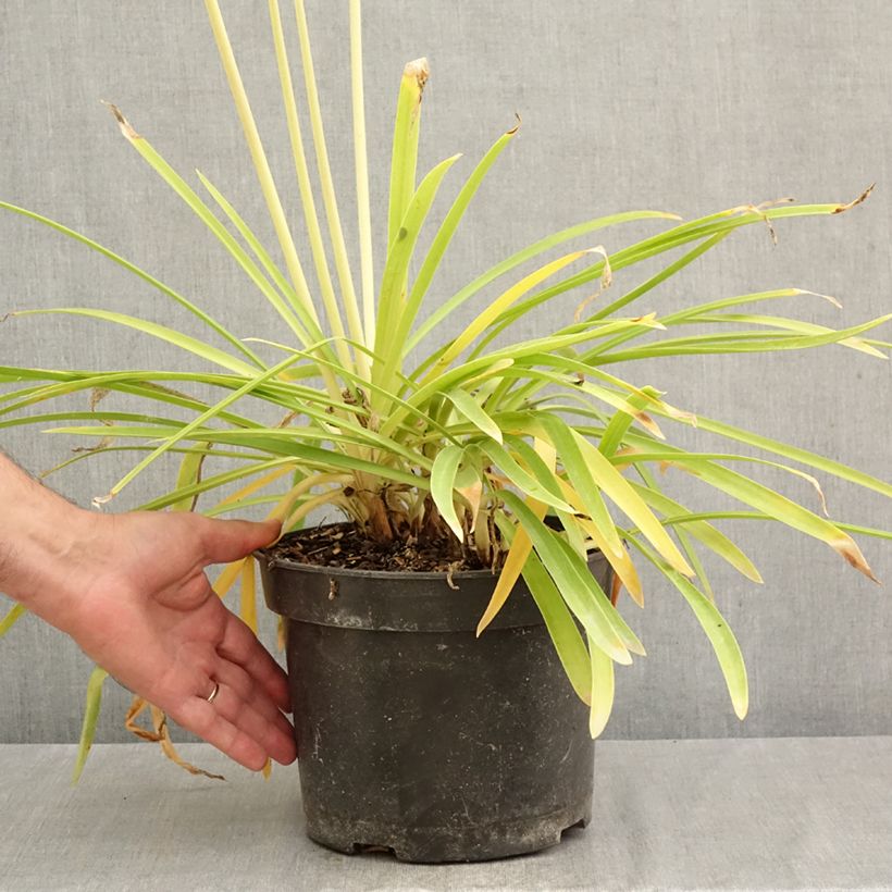 Spécimen de Agapanthe Sunfield Pot de 4L/5L tel que livré en automne