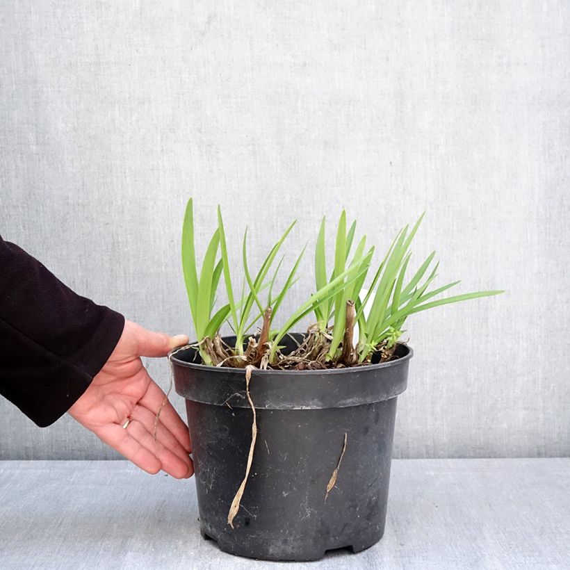 Spécimen de Agapanthe Sunfield Pot de 4L/5L tel que livré au printemps