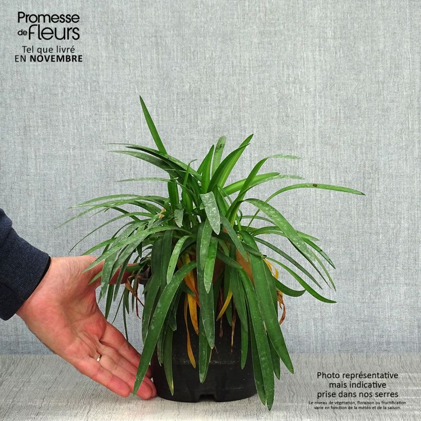 Spécimen de Agapanthe Thumbelina Pot de 2L/3L tel que livré en automne