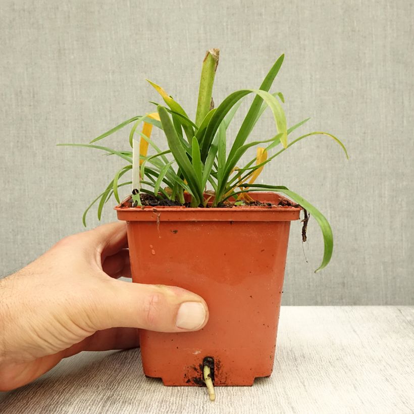 Spécimen de Agapanthe Tom Thumb Pot de 1L/1,5L tel que livré en automne