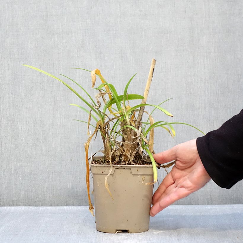 Spécimen de Agapanthe Vallée de la Loire Pot de 2L/3L tel que livré en hiver