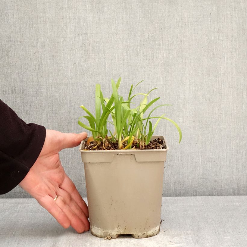 Spécimen de Agapanthe Vallée de la Loire Pot de 2L/3L tel que livré au printemps