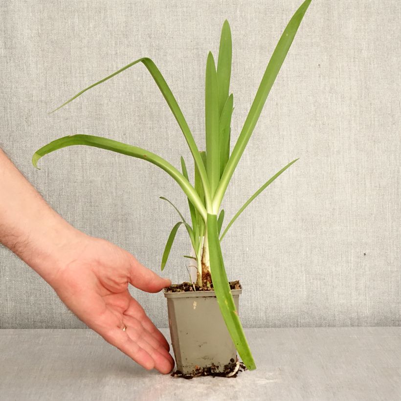 Spécimen de Agapanthe Vallée de la Sarthe Godet de 8/9 cm tel que livré au printemps