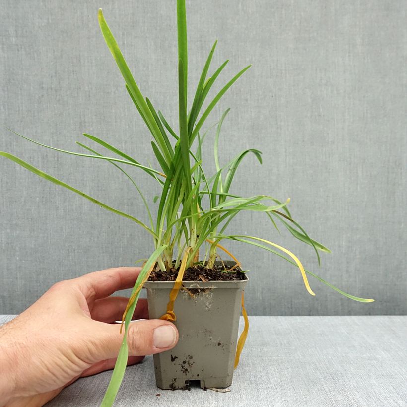 Spécimen de Agapanthe White Baby Godet de 8/9 cm tel que livré en automne