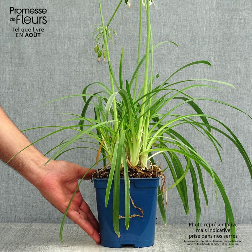 Spécimen de Agapanthe White Baby Pot de 2L/3L tel que livré en été