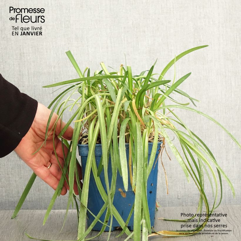 Spécimen de Agapanthe White Baby Pot de 2L/3L tel que livré en hiver