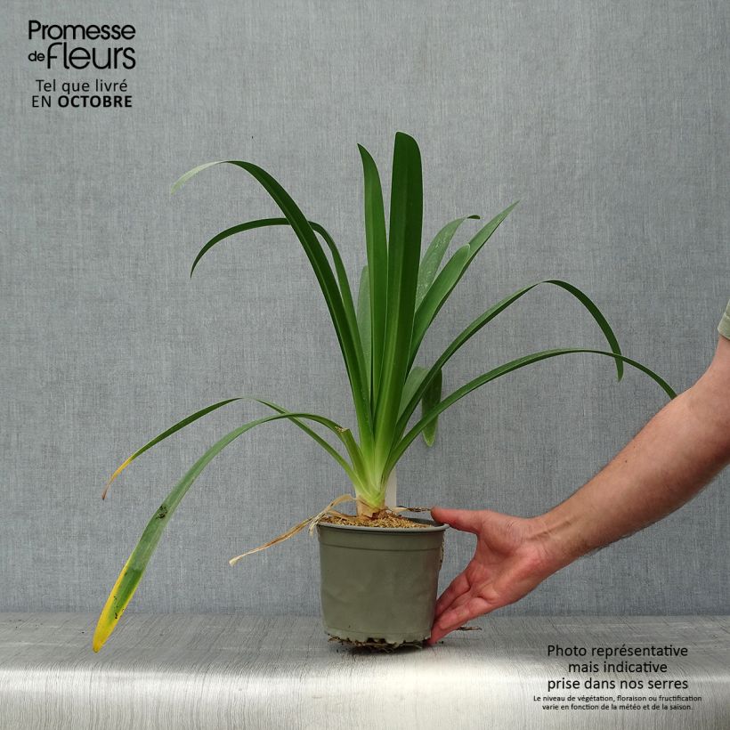 Spécimen de Agapanthe White Heaven Pot de 2L/3L tel que livré en automne