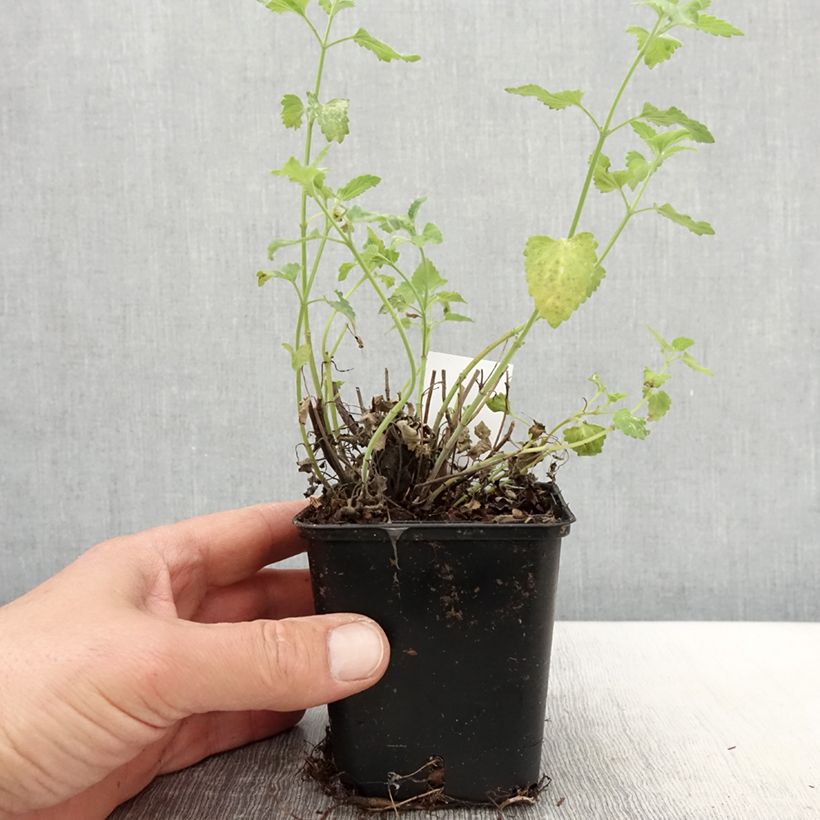 Amostra de Agastache aurantiaca Apricot Sprite Vaso de 8/9 cm tal como entregue na primavera