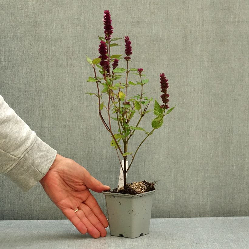 Spécimen de Agastache Beelicious Pink Godet de 7/8 cm tel que livré en automne