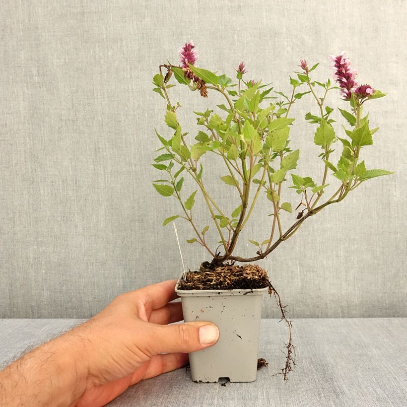 Spécimen de Agastache Beelicious Pink Godet de 7/8 cm tel que livré en été