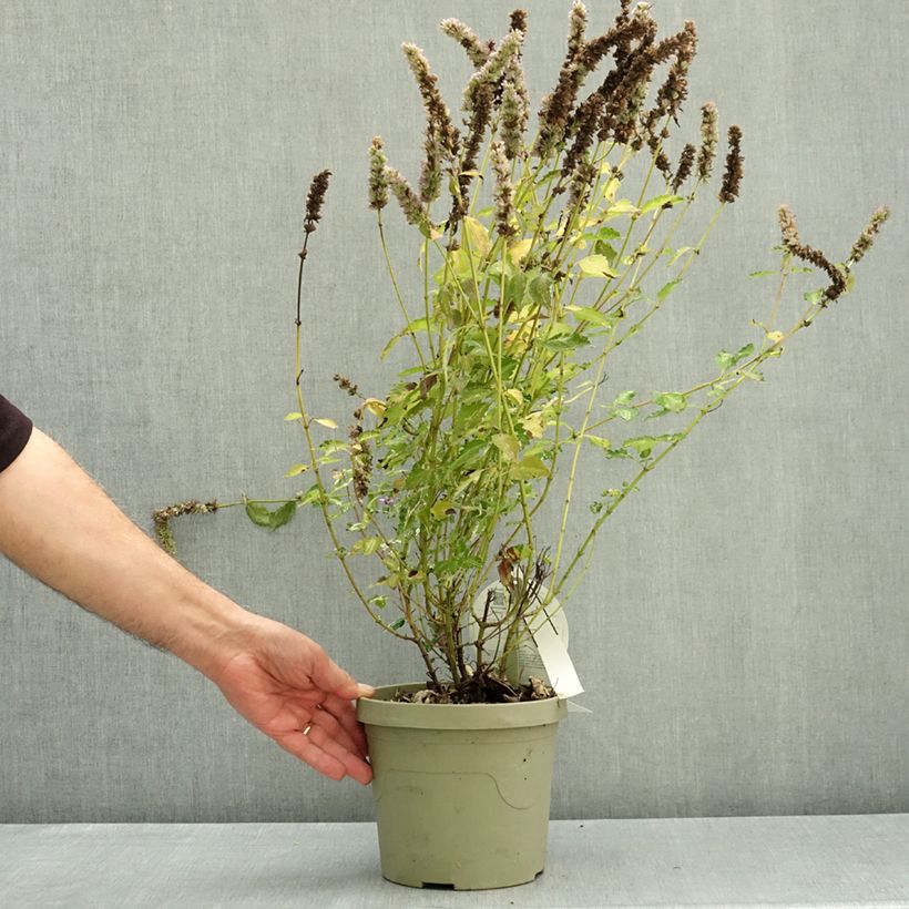 Spécimen de Agastache Beelicious Pink Pot de 3L/4L tel que livré en automne