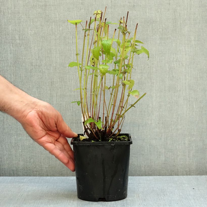 Spécimen de Agastache Black Adder Pot de 2L/3L tel que livré en automne