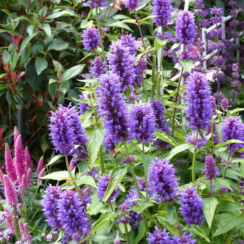 Agastache Blue Boa (Floração)