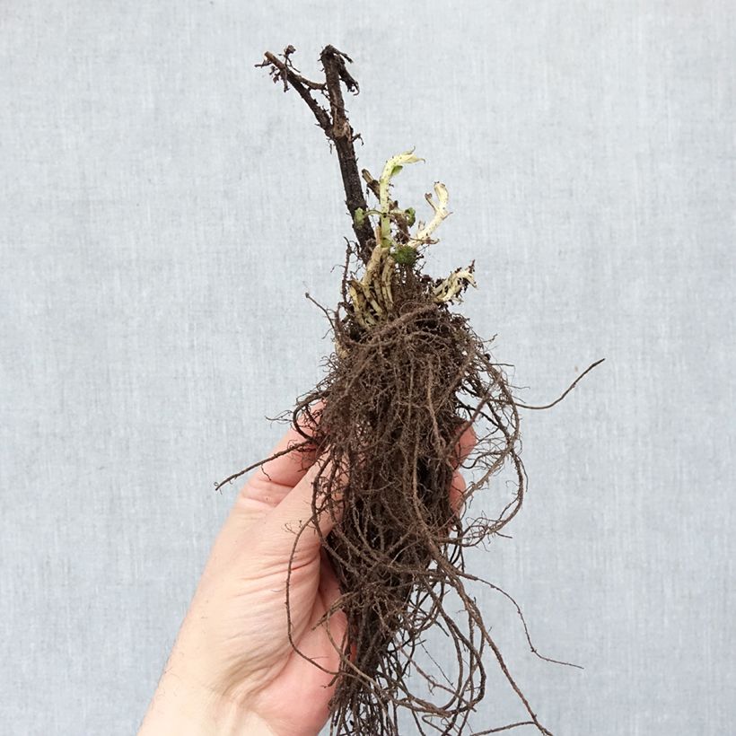 Spécimen de Agastache Blue Fortune Racines nues tel que livré en hiver