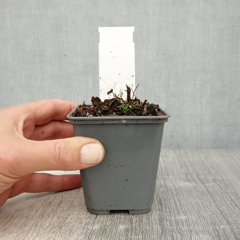 Spécimen de Agastache cana Godet de 8/9 cm tel que livré au printemps