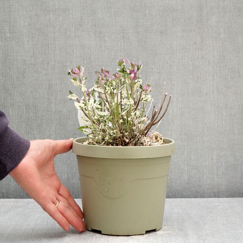 Spécimen de Agastache Crazy Fortune Pot de 3L/4L tel que livré au printemps