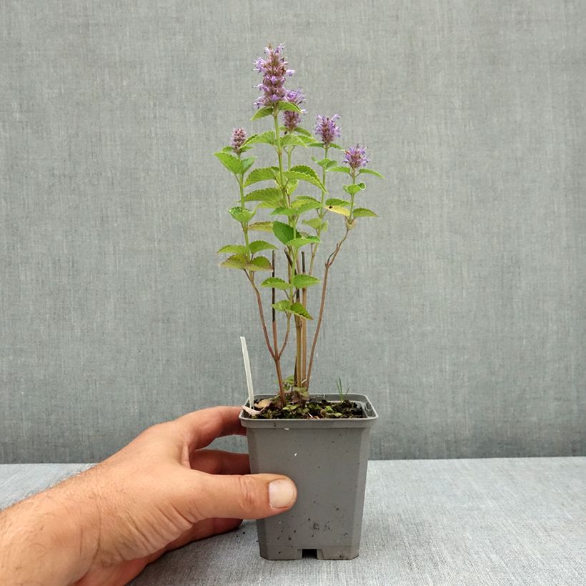 Spécimen de Agastache foeniculum (anisata) - Anis hysope Godet de 8/9 cm tel que livré en été