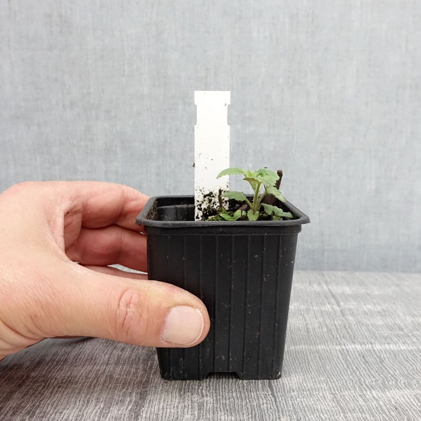 Spécimen de Agastache foeniculum (anisata) - Anis hysope Godet de 8/9 cm tel que livré au printemps