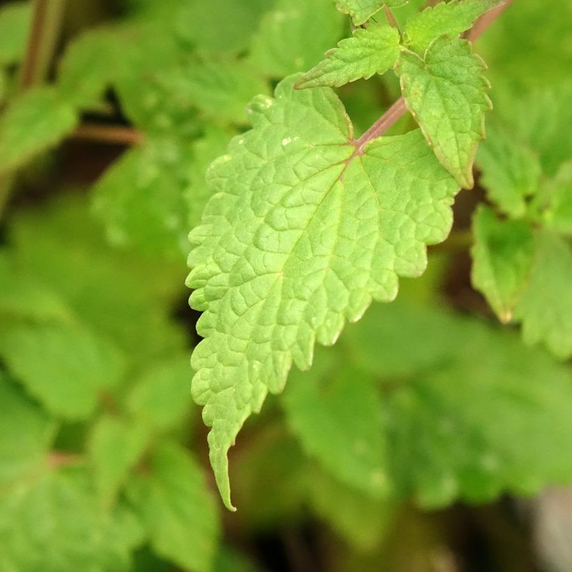 Agastache foeniculum Celestia - Hysope anisée (Feuillage)