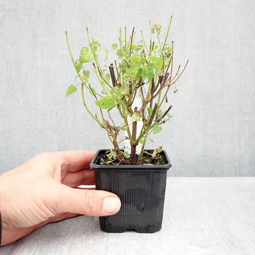 Spécimen de Agastache foeniculum Celestia - Hysope anisée Godet de 8/9 cm tel que livré en automne