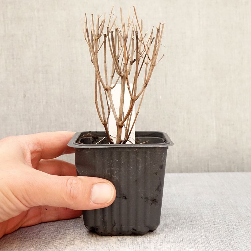 Spécimen de Agastache foeniculum Celestia - Hysope anisée Godet de 8/9 cm tel que livré au printemps