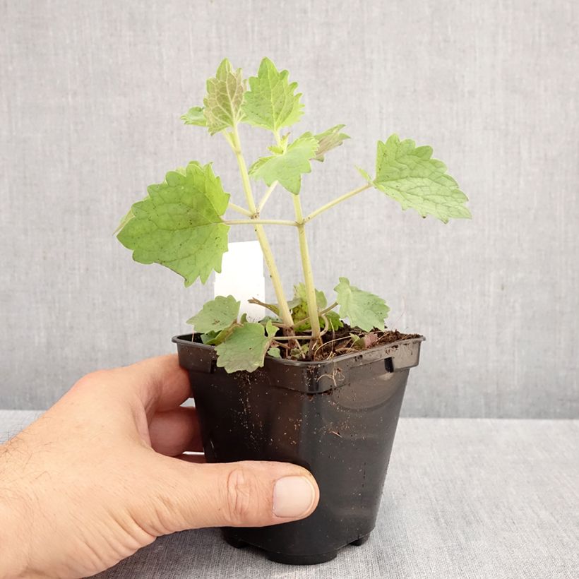 Spécimen de Agastache Globetrotter - Agastache Godet de 8/9 cm tel que livré en automne
