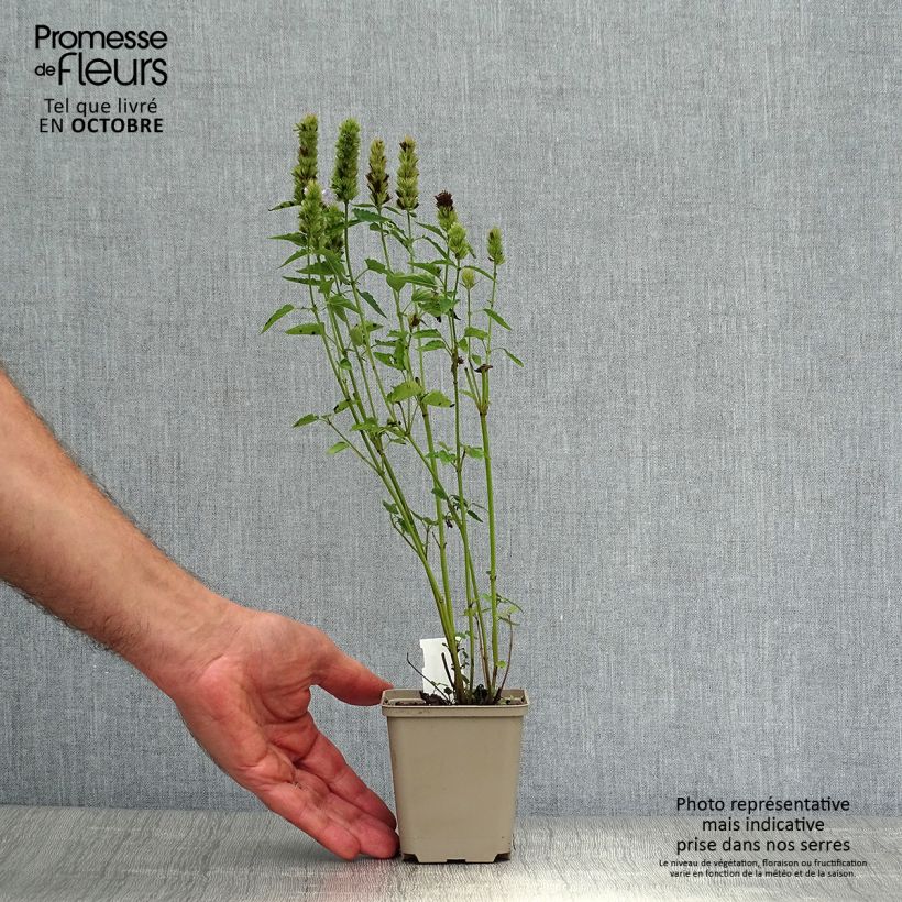 Spécimen de Agastache hybride Beelicious Purple Godet de 8/9 cm tel que livré en automne
