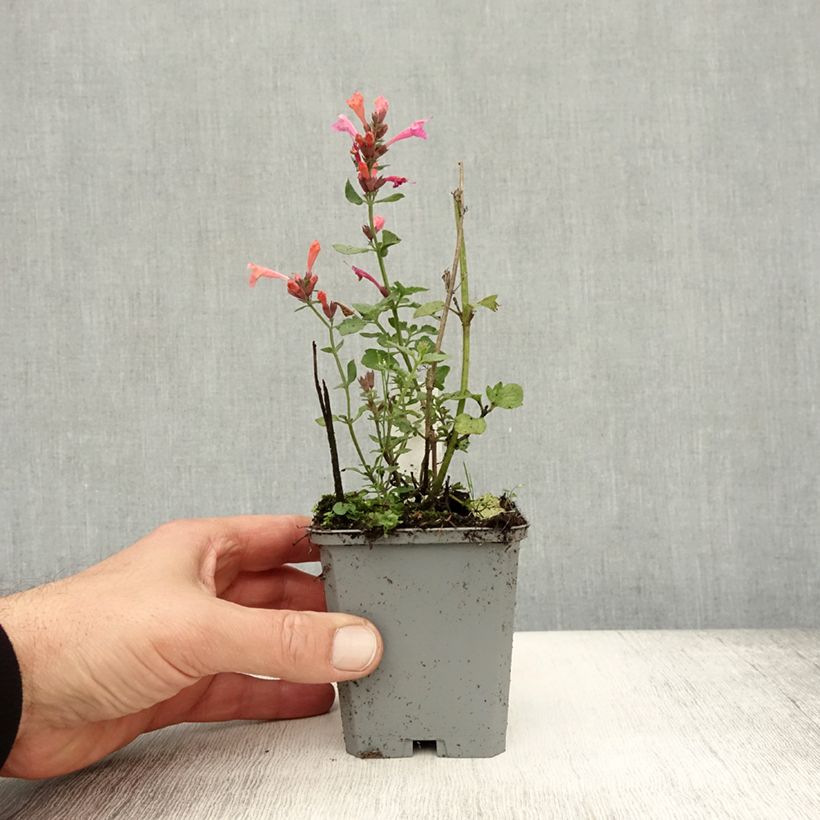 Spécimen de Agastache Kudos Ambrosia Godet de 8/9 cm tel que livré en automne