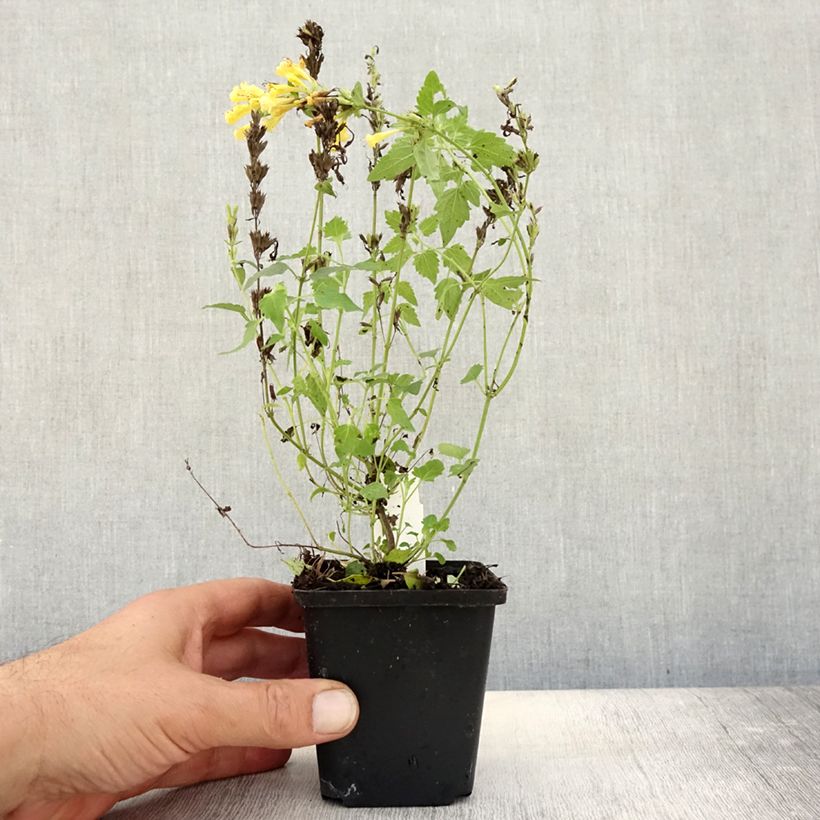 Spécimen de Agastache Kudos Gold Godet de 8/9 cm tel que livré en automne