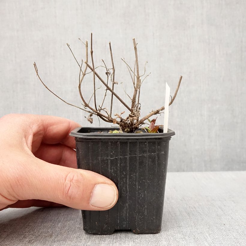 Spécimen de Agastache Kudos Mandarin Godet de 8/9 cm tel que livré au printemps