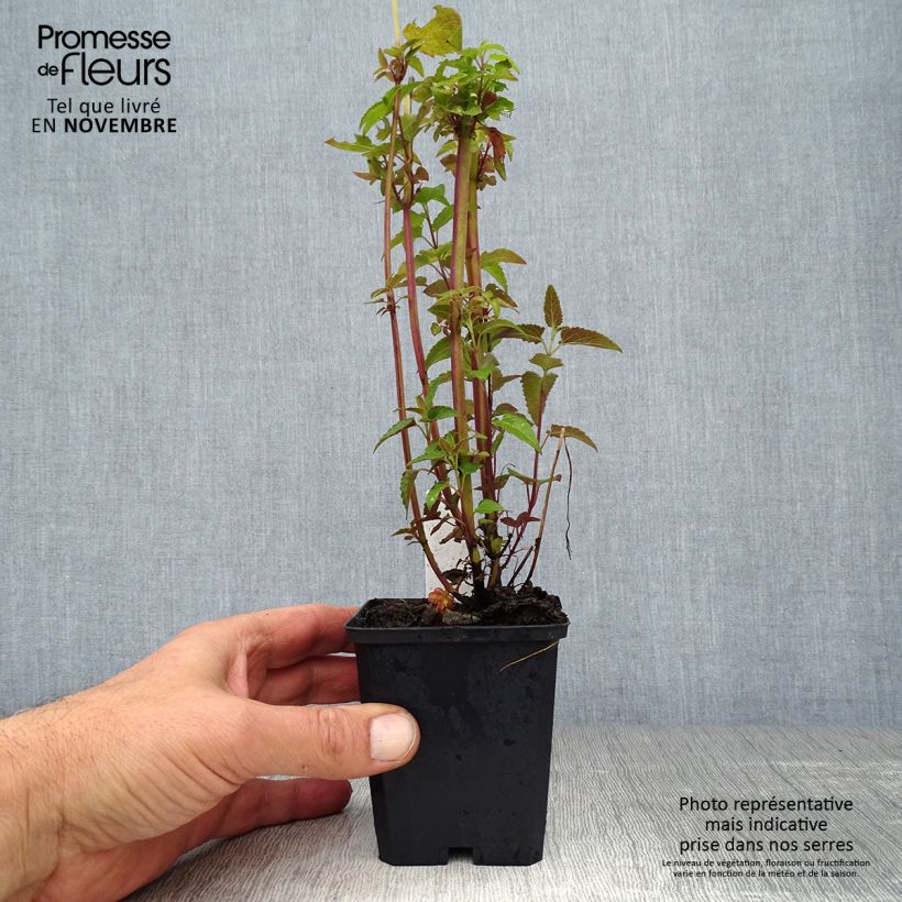 Spécimen de Agastache mexicana Red Fortune Godet de 8/9 cm tel que livré en automne