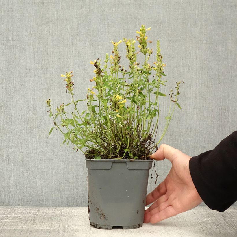 Spécimen de Agastache Poquito Butter Yellow Pot de 2L/3L tel que livré en automne