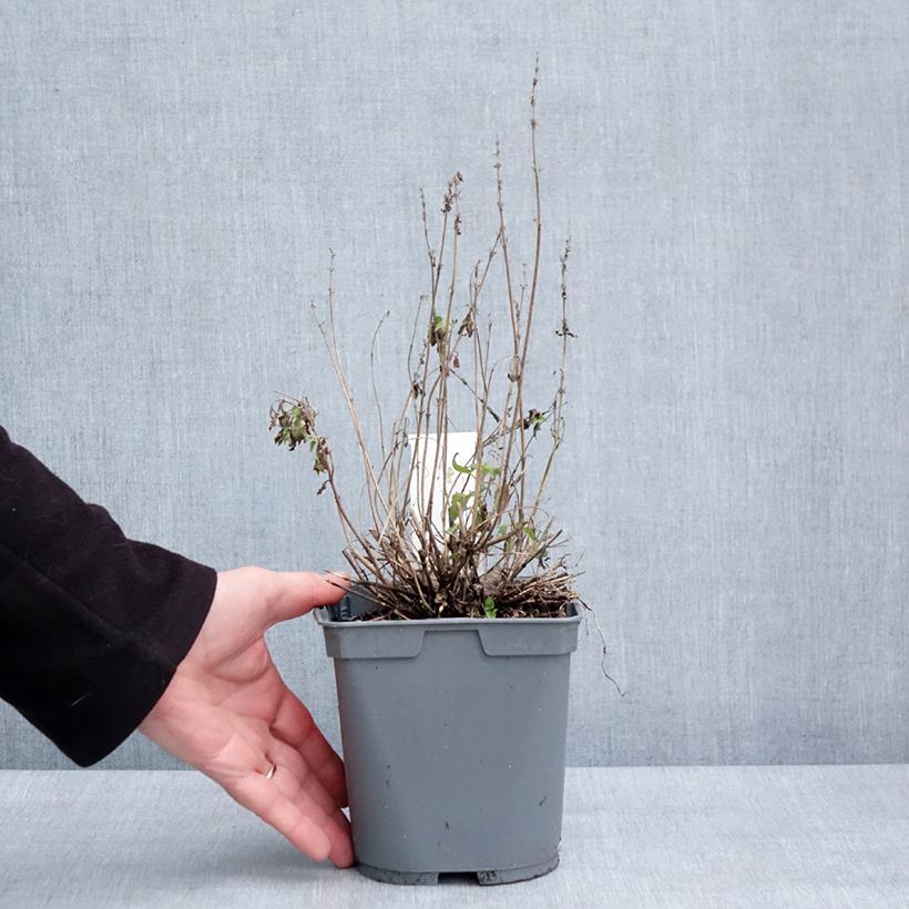 Spécimen de Agastache Poquito Butter Yellow Pot de 2L/3L tel que livré en hiver