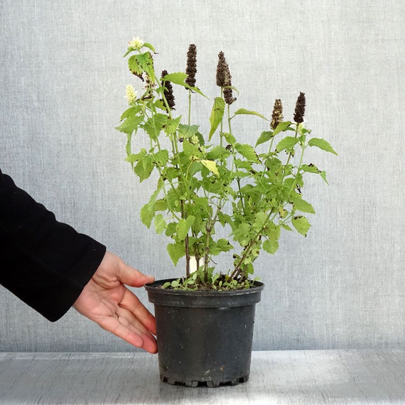 Spécimen de Agastache rugosa Alabaster Pot de 2L/3L tel que livré en automne