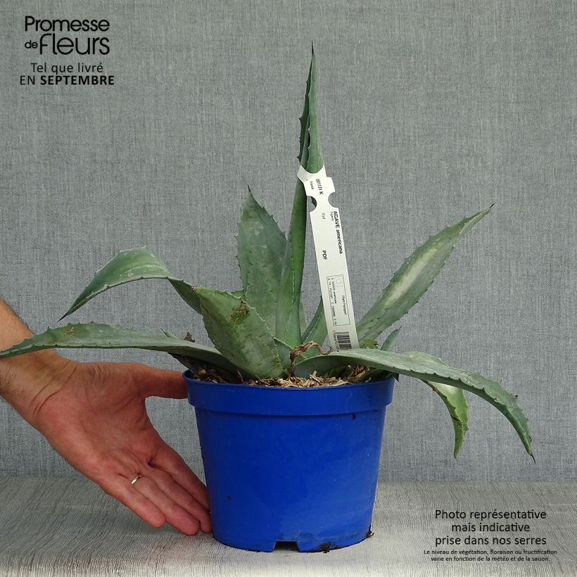 Spécimen de Agave americana - Agave d'Amérique Pot de 2L/3L tel que livré en automne