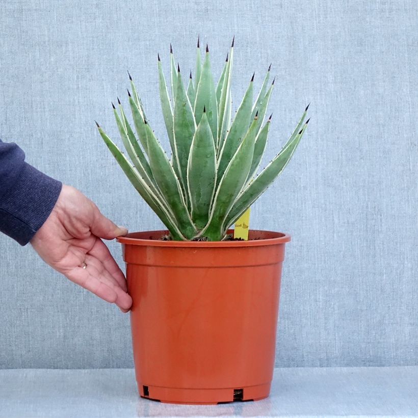 Spécimen de Agave angustifolia Marginata Pot de 4L/5L tel que livré en automne